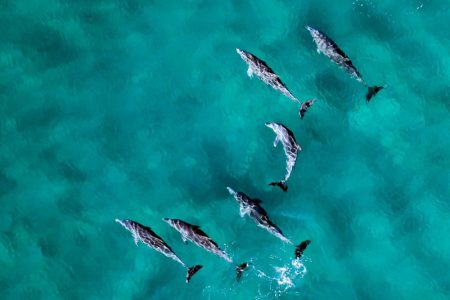 Snorkeling Dolphin House – Hurghada Dolphin House