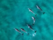 Snorkeling Dolphin House – Hurghada Dolphin House