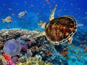 Diving Day – Scuba Diving Introduction –  Diving Hurghada
